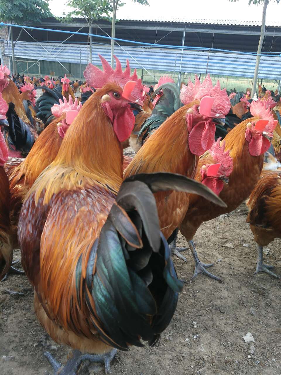 1,化学药物【小肠球虫】莫能菌素,海南霉素预混剂,盐酸氨丙啉,磺胺喹