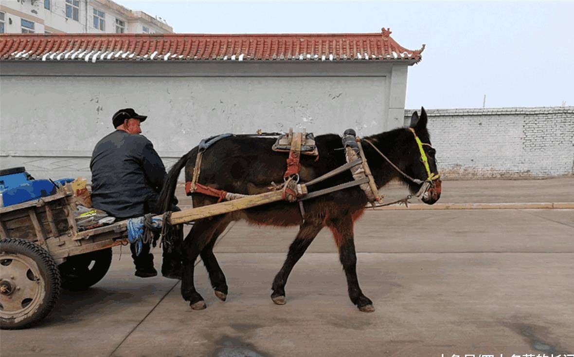 俗语驴肉香马肉臭打死不吃骡子肉啥意思你吃过么