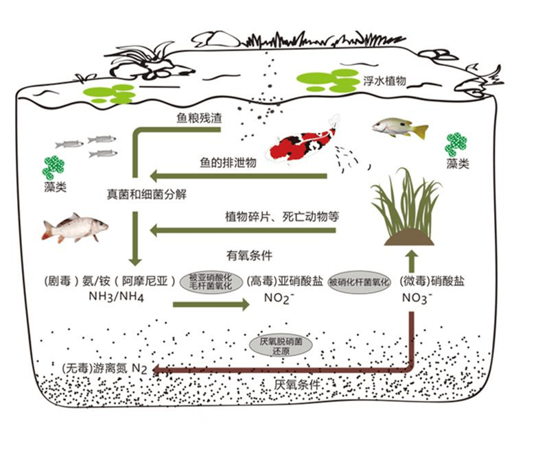 简单易懂的鱼池过滤系统方法大全一次说清楚