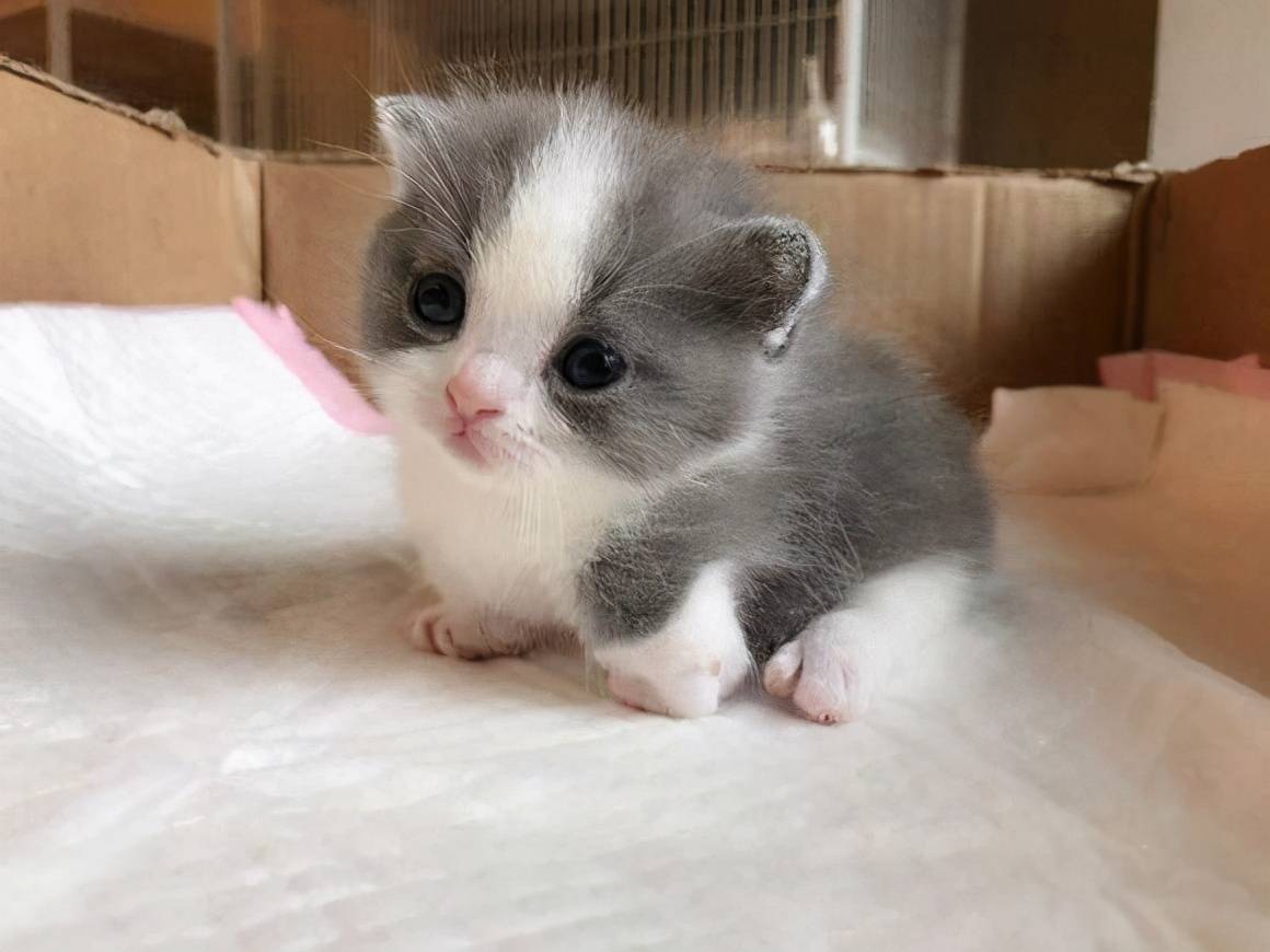 猫中柯基"矮脚猫",可爱爆棚了!你了解它多少?
