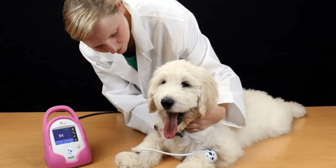 兽医临床工作千万不要忽视犬猫高血压问题