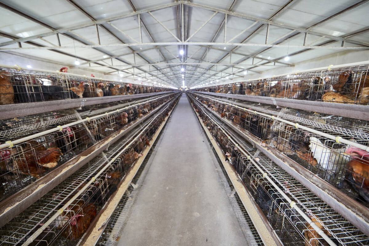 臭氧发生器对养殖行业的优点有哪些?