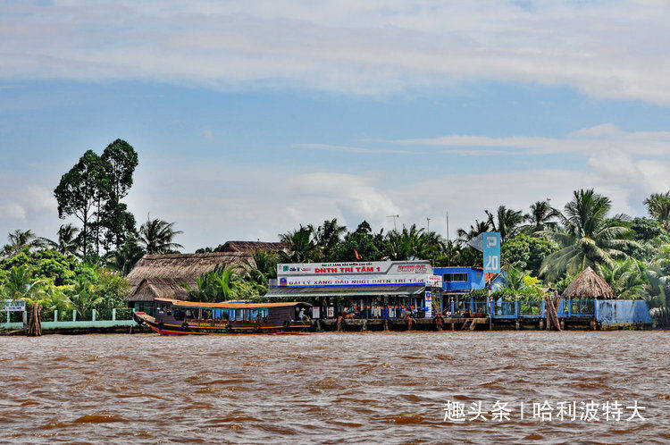 在湄公河的“逍遥岛”上，第一次看到长在树上的热带水果