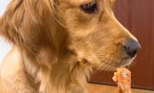 【养宠小知识】金毛口腔感染怎么处理