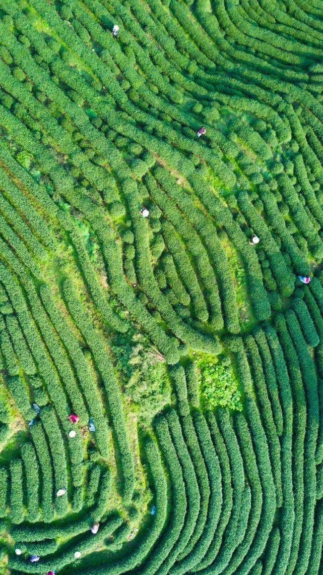 狮峰龙井茶园@行星研究所