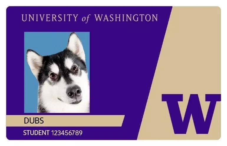 为什么西雅图有钱人心照不宣的癖好,都是哈士奇?_huskies