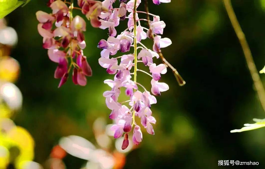 紫藤花花开如瀑布-搜狐大视野-搜狐新闻