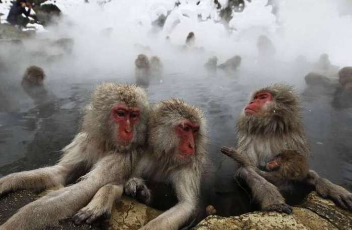 不爽被人类参观! 日本狝猴“集体翘班”动物园只好找人假扮
