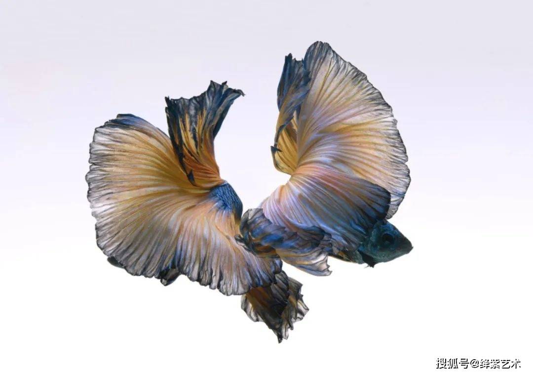 原创67他耗费25年的时间专门拍摄鱼照片被选为苹果手机的壁纸