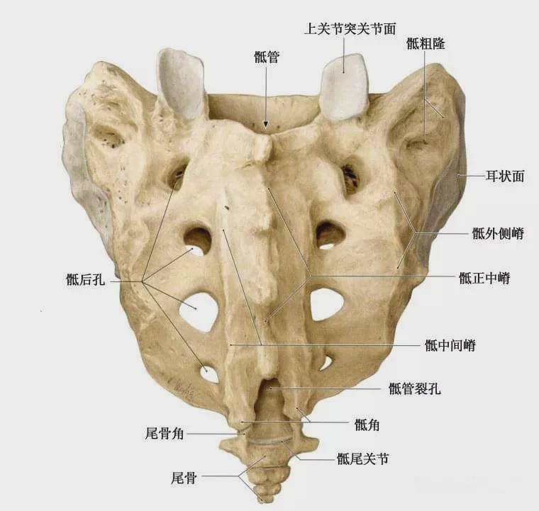 臀裂顶点图片图片