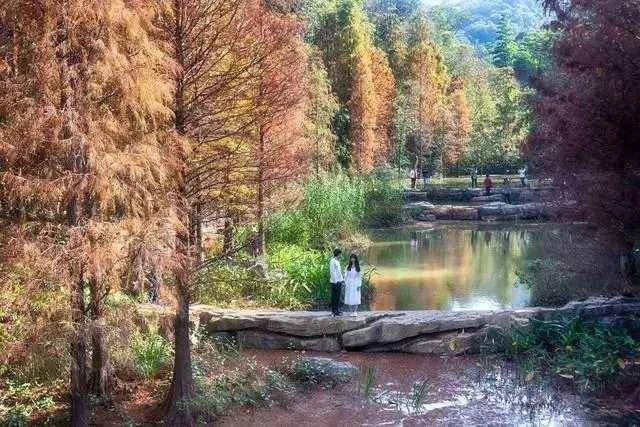 广州这3个免费公园落羽杉爆红了，一个比一个漂亮，你选择去哪里