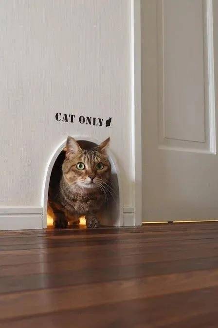 在人猫同住的家居设计中,无论是在装修材料,美观度,便利性还是品质上