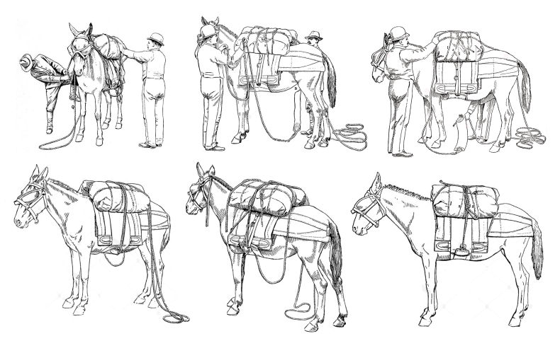 cavalry type骑兵类型-为普通的美国骑兵马匹指定的大小.