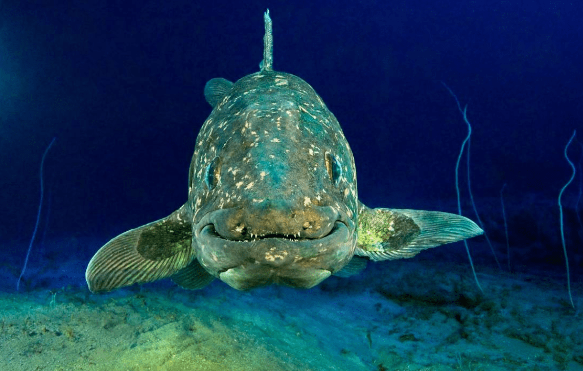 已灭绝动物重现地球:这种鱼和恐龙一起消失,现在重现人间_物种