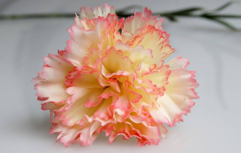 原创康乃馨是代表了母爱的花在现在最为常见还有香味