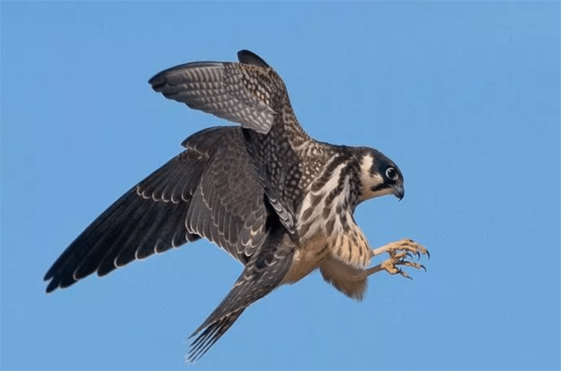 秦岭出现蚂蚱鹰,黑眼圈白领带,衔猎物向雌鸟求偶,还会点头鞠躬