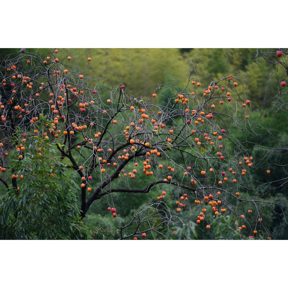 丽水松阳:柿子红了岩西村