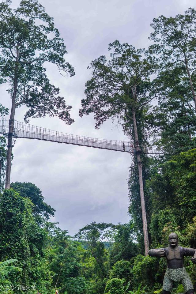 西双版纳独有物种望天树，是林中美王子，高度达七八十米