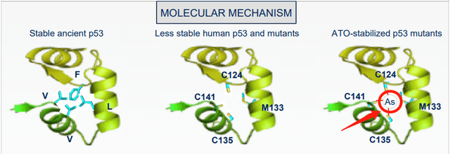 红色箭头处的砷原子填补了不稳定的p53蛋白结构