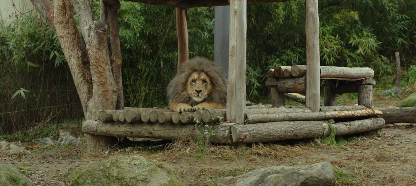 动物园凭借北极熊喝可乐成为网红,爆笑韩国电影《秘密动物园》