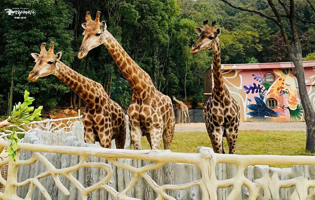 所有人武汉野生动物王国喊你来感受沉浸式的绝妙体验