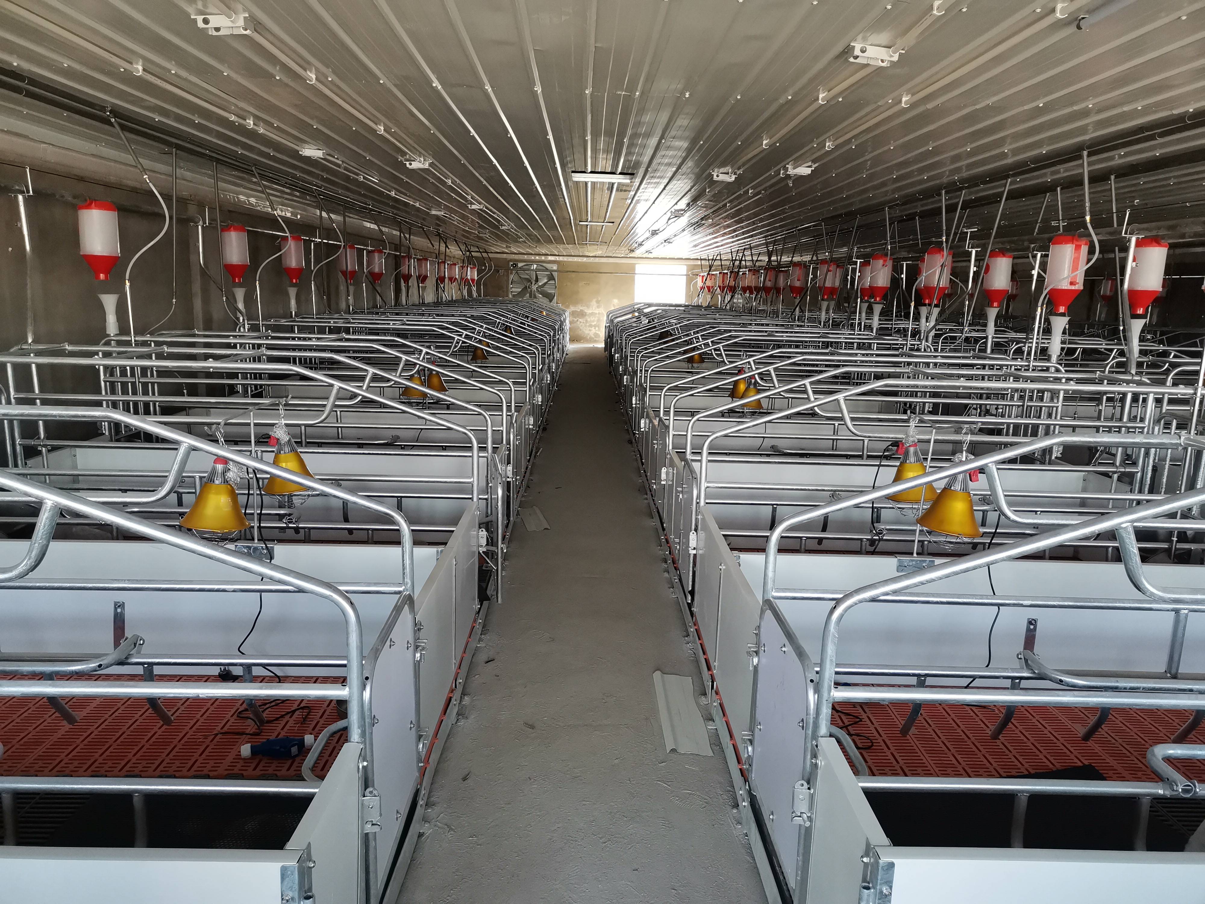 规模化猪场需要哪些养猪设备 南商农科产床3,公猪舍有公猪栏和采精栏.