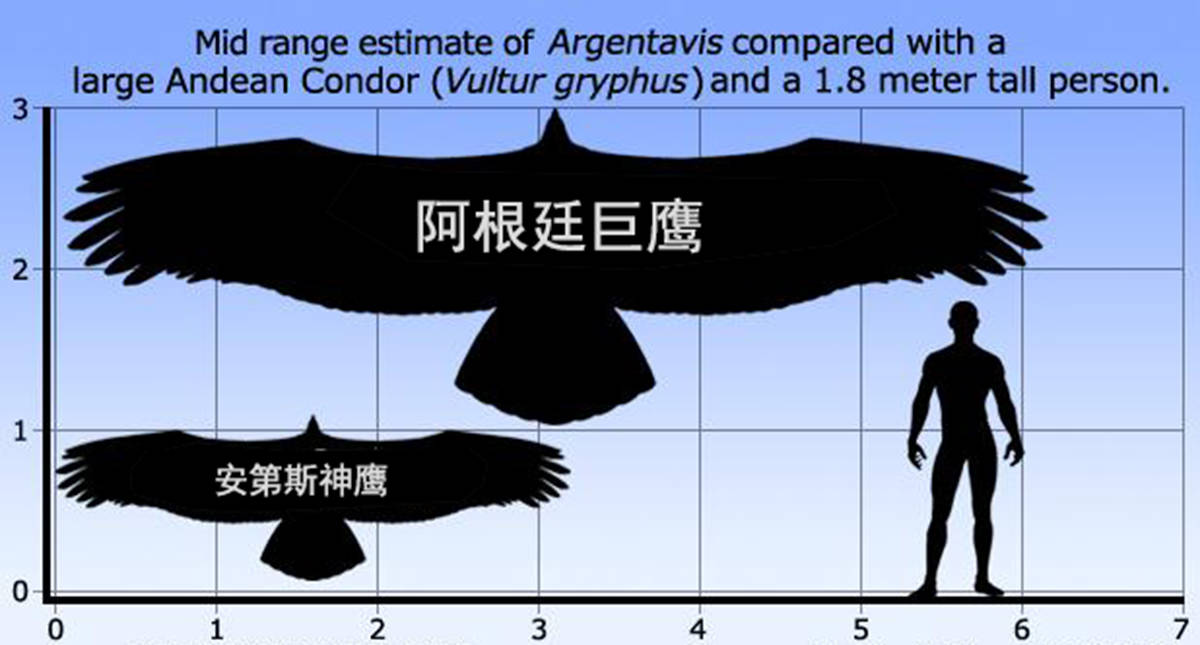 在600万年前没有天敌翼展7米的阿根廷巨鹰能叼抓多重的猎物