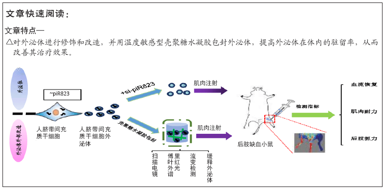 温敏型壳聚糖水凝胶包封外泌体在缺血性疾病中的应用