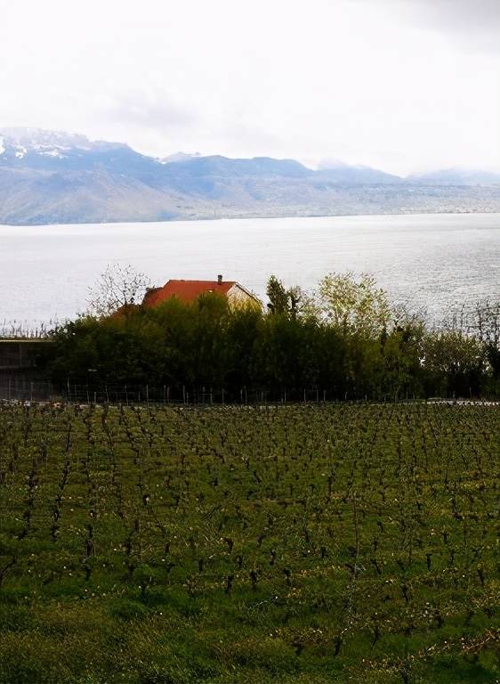 这才是欧洲最适合品葡萄酒的一座安逸城市，看风景赏葡萄园逛山间