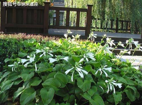 金牛座专属守护花,什么花朵能为金牛座带来好运?