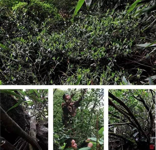 书法大师王其林莅临纳山云舍一杯清茶伴墨香