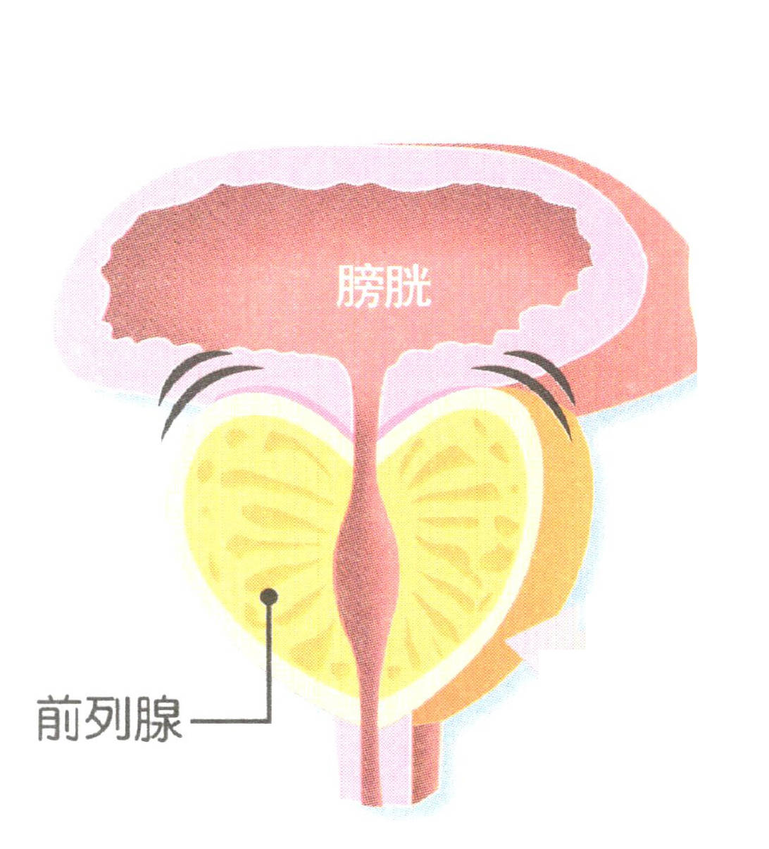 为什么90的男性都难以避开前列腺问题