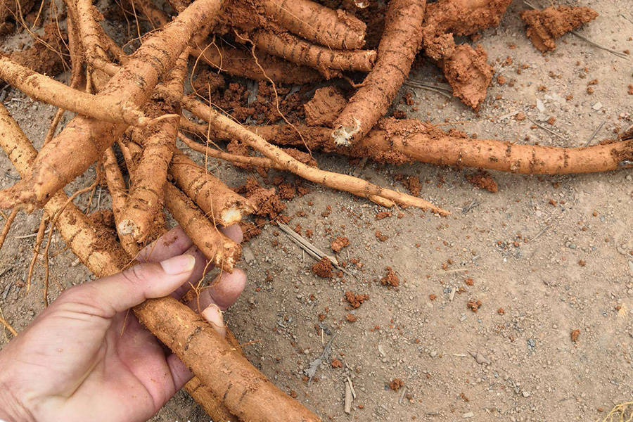 它也许就长在你家附近以后见到少挖价值珍贵专家被忽视了