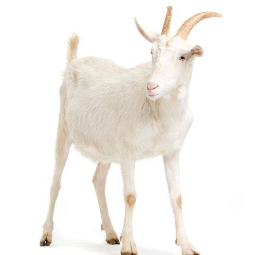 生肖羊:属羊人抛弃这个人就等于断送自己的财路,真的很准!