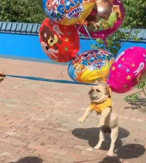 五只气球绑狗狗身上,狗身被漂起,这遛狗方式真不错!_手机搜狐网
