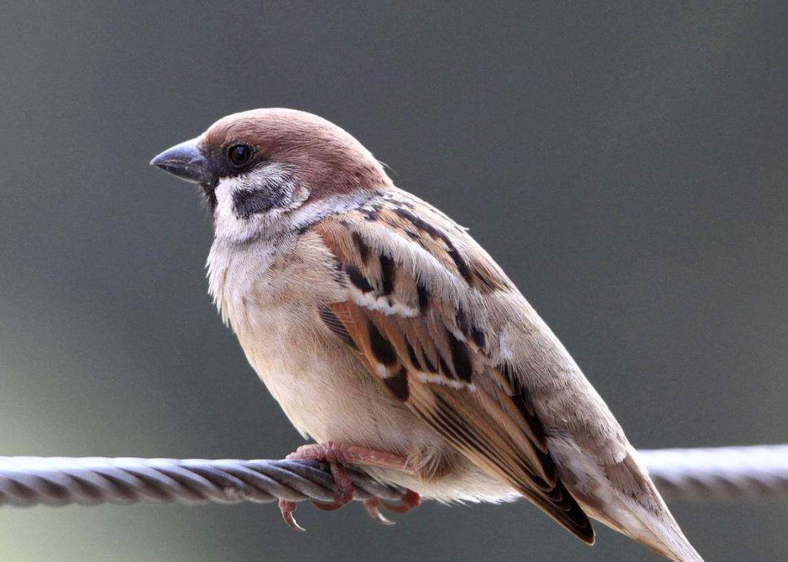 俗语宁做蚂蚁腿不学麻雀嘴是啥意思教你学习如何做人