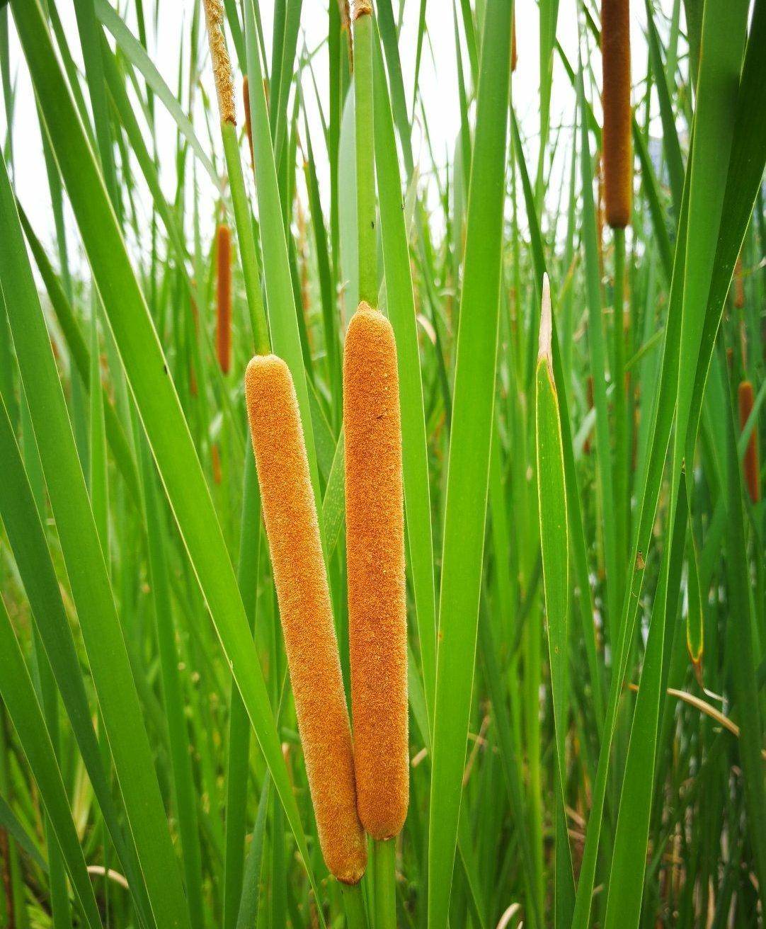 最简单常见的农村植物,殊不知其价值这么高,这就是"圣人菜"?_人们