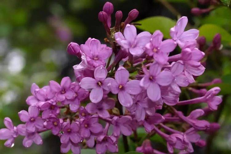 想要养殖好丁香花,掌握住以下9个技巧,就可以看到繁花锦簇_土壤