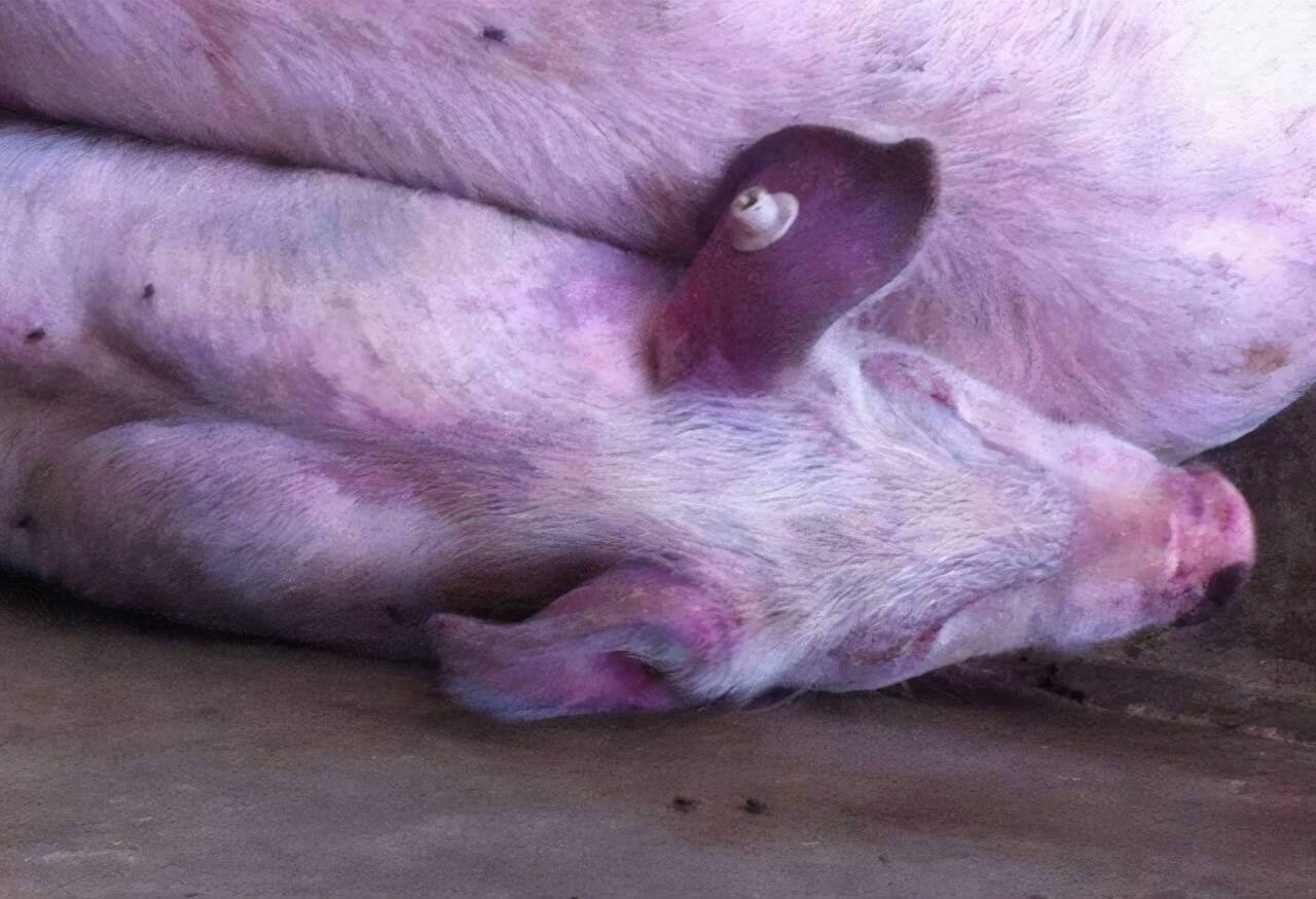 猪蓝耳病的症状图谱图片