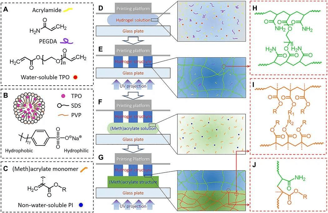 《science advances》多種紫外固化聚合物用於3d打印高拉伸水凝膠