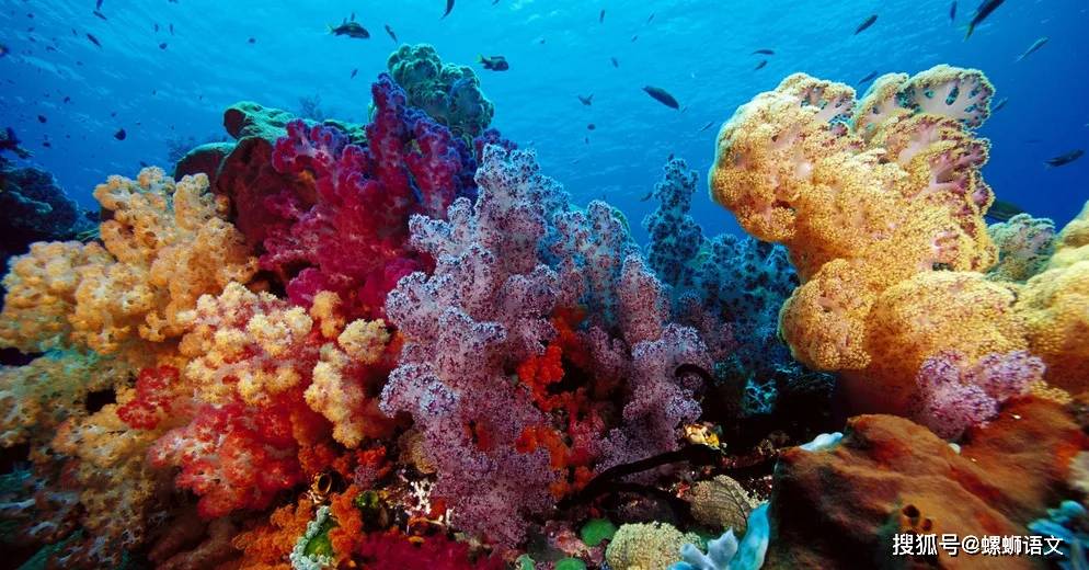 大堡礁: 瑰丽的海上“长城”