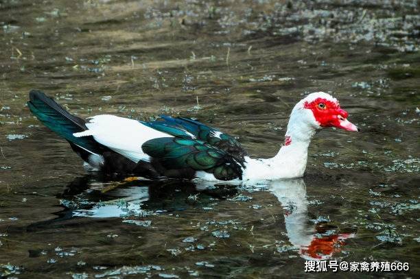 番鸭饲养技术及番鸭快速红脸的方法