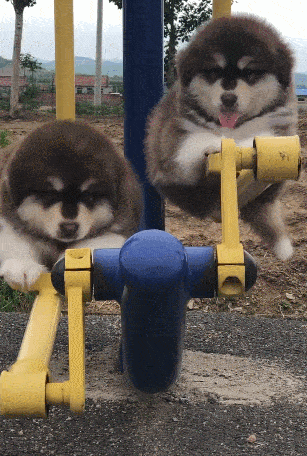 两只小狗玩健身器材上下摇摆卖萌网友抢着想买狗
