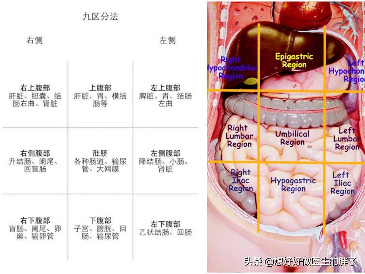 左上腹器官图片