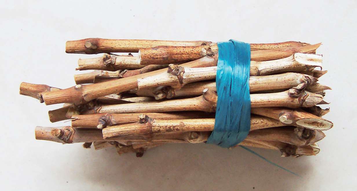 葡萄扦插育苗做好这12个工作苗木才能优质现在就可以操作