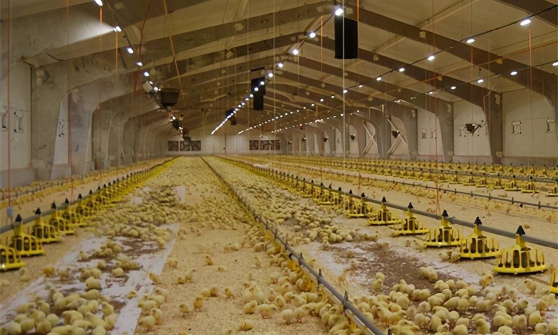 肉鸡育雏期均匀度差,死淘高,怎么办?