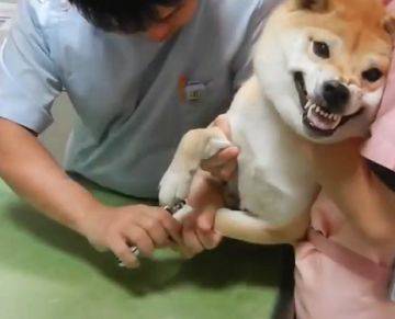 原创柴犬第一次打针,满脸淡定很帅气,不料见到针头的那一刻秒怂!