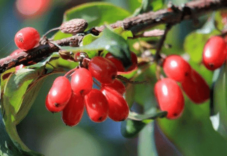 原创神似枸杞名气很大如今却少人识山里遇到请准备好袋子装