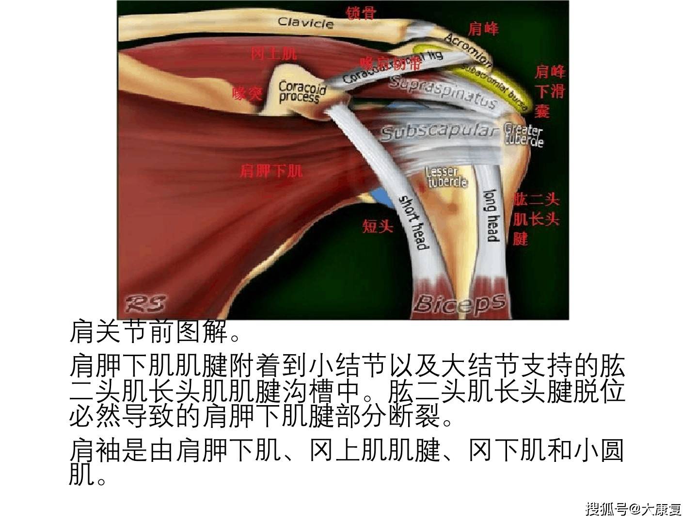 shouldermr-anatomy(肩关节解剖)_手机搜狐网