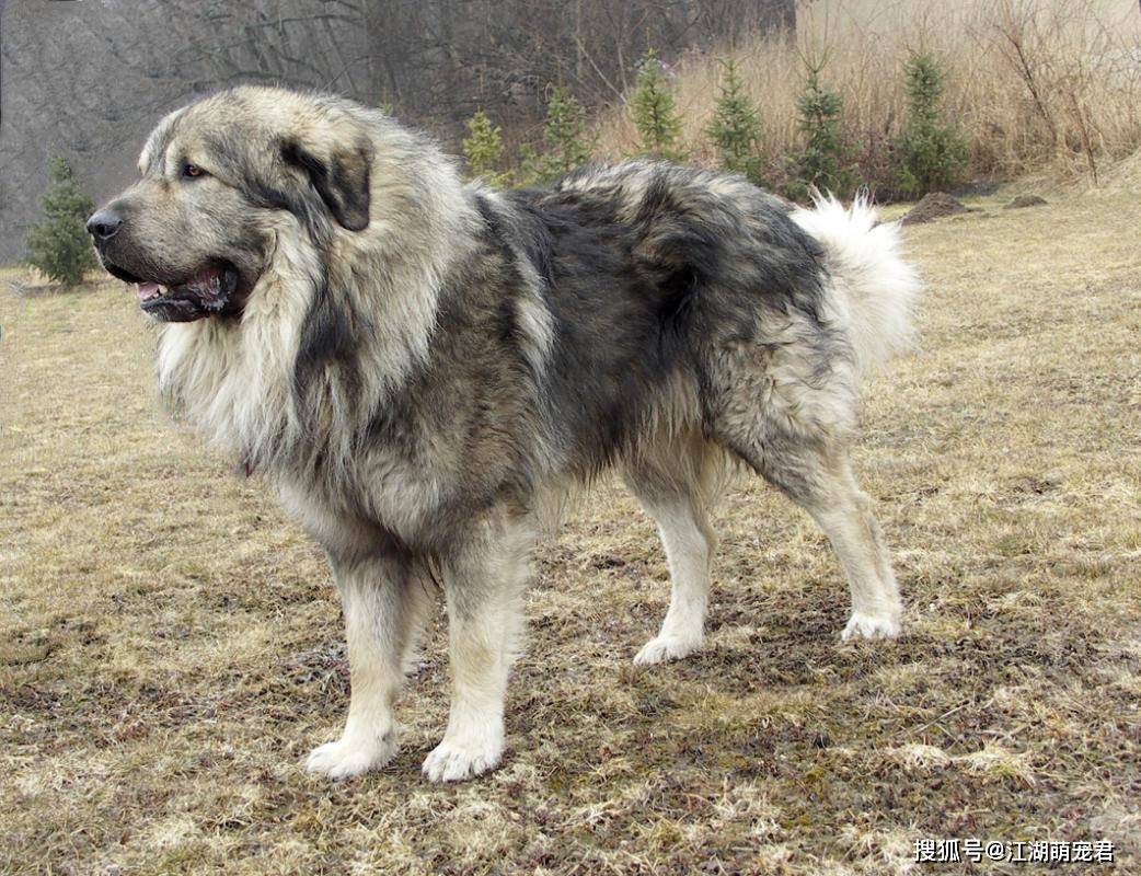 高加索犬可以说它就是世界上体型最大的犬种之一,其他的咱不说,就单单